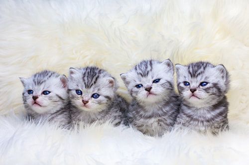 Row of four young kittens sitting on sheepskin