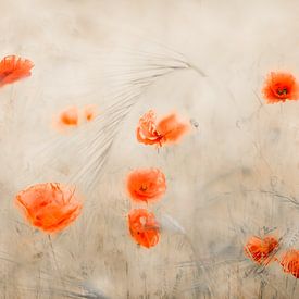 Klaproos in het veld van Ingrid Van Damme fotografie
