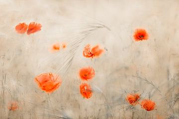 Coquelicot sur Ingrid Van Damme fotografie