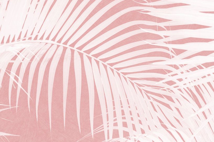 Palmblätter auf rosa Silhouette IV von amini54 
