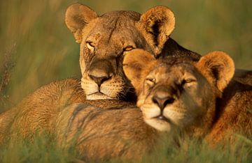 Lions sur Paul van Gaalen, natuurfotograaf