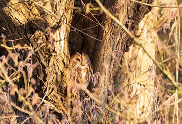 Tawny owl in a hollow tree by Merijn Loch
