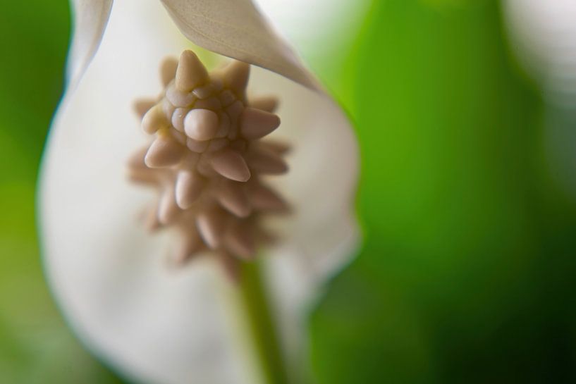 Macro von Tomas S.