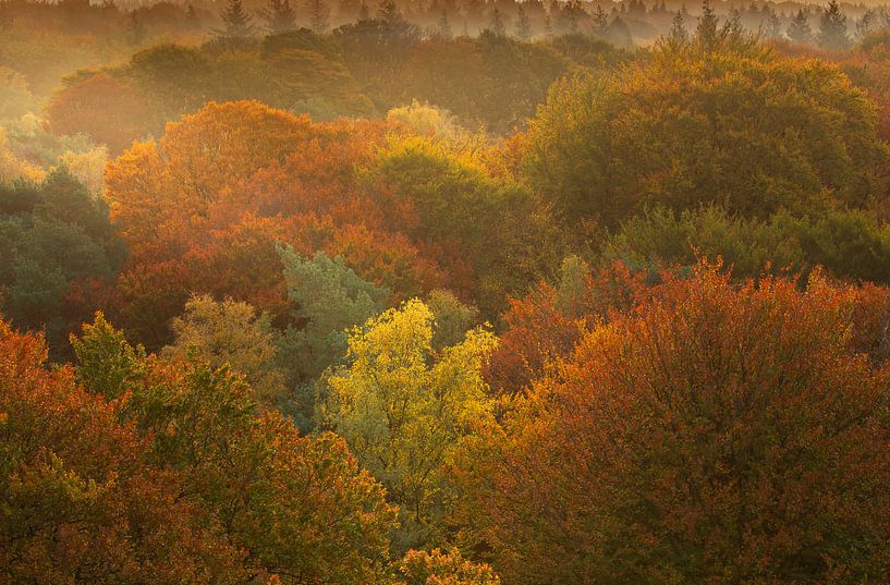 Kleurrijk herfst bos van Andy Luberti
