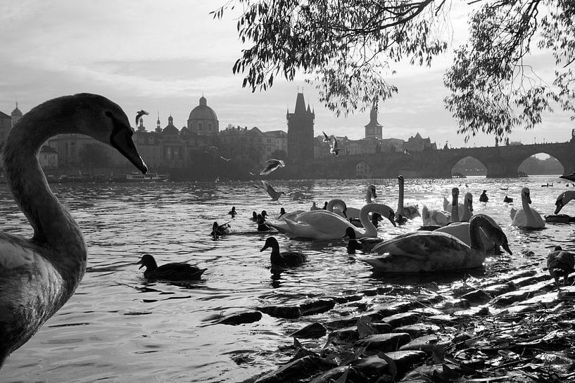 Wasservögel in Prag von Mathieu Klomp