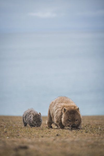 Wombats of Maria Island: Tasmania's Charming Residents by Ken Tempelers