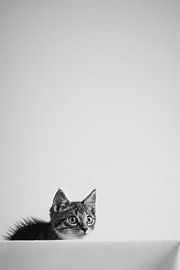 Chat curieux sur Poster Art Shop