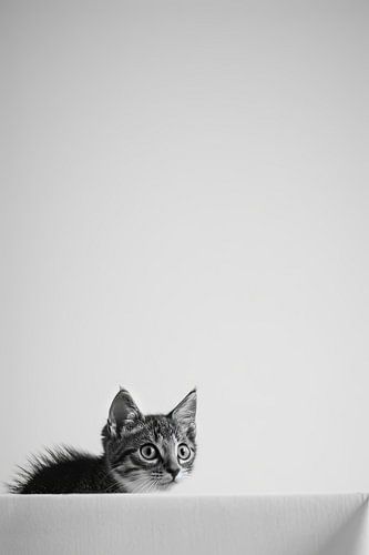 Nieuwsgierige kat
