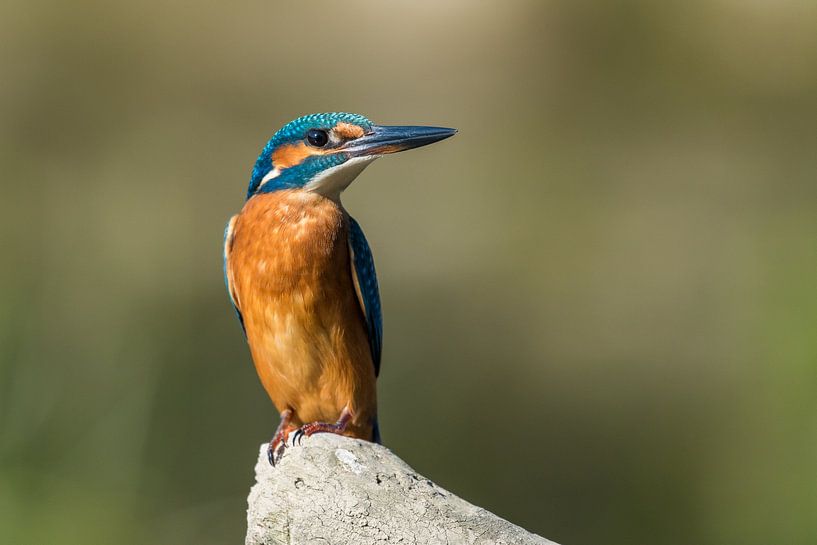 Kingfisher on branch by Robert Ruidl