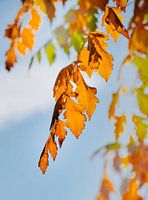 Oranje herfstbladeren