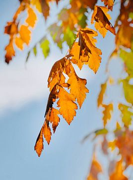 Oranje herfstbladeren