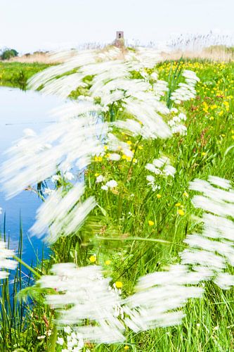 Cow parsley in the wind