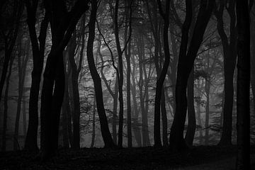 Het Speulderbos op een mistige ochtend van Hans de Waay