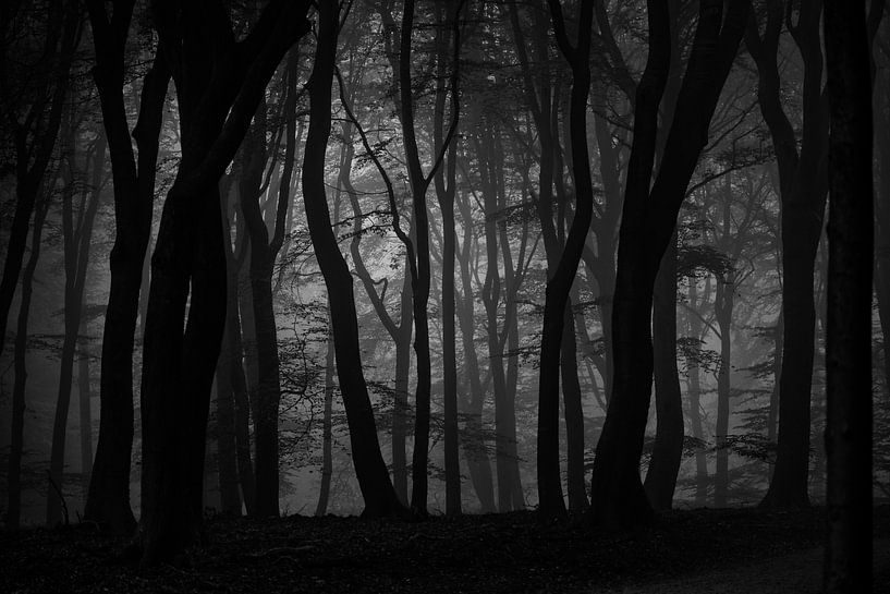 Der Speulderbos an einem nebligen Morgen von Hans de Waay