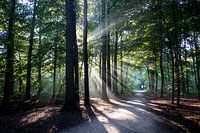 Zonnestralen in bos