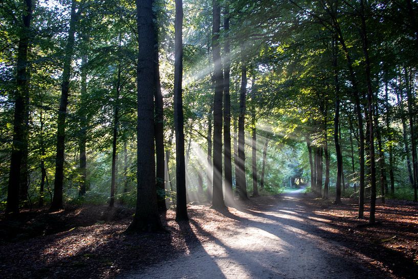 Zonnestralen in bos van Meike de Regt