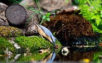 Nuthatch drinking water