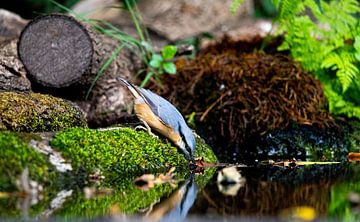 Nuthatch drinking water