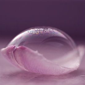 Fragile (Ein kreatives Foto einer Blase auf einem Tulpenblatt) von Birgitte Bergman
