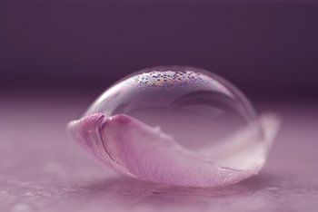 Fragile (Ein kreatives Foto einer Blase auf einem Tulpenblatt)