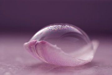 Fragile (Ein kreatives Foto einer Blase auf einem Tulpenblatt)