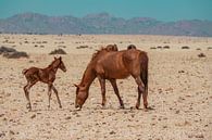 Wild horse and wild horse foal in Garub in Namibia, Africa by Patrick Groß thumbnail