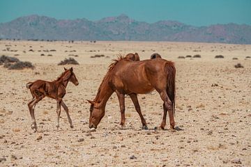 Wildpferd und Wildpferdfohlen in Garub in Namibia, Afrika von Patrick Groß