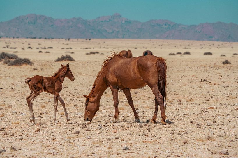 Wild horse and wild horse foal in Garub in Namibia, Africa by Patrick Groß