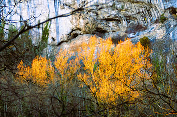 Goldener Herbst