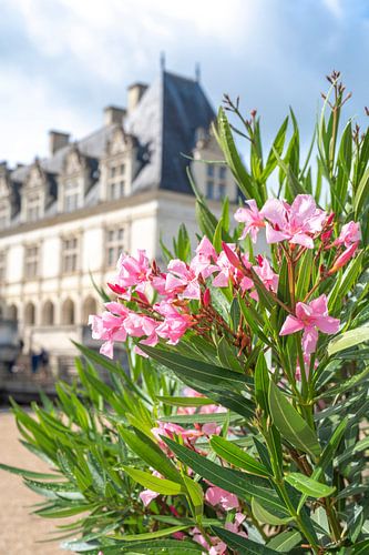 Roze oleander bij Chateaux de Villandry, Frankijk art print - zomer reisfotografie