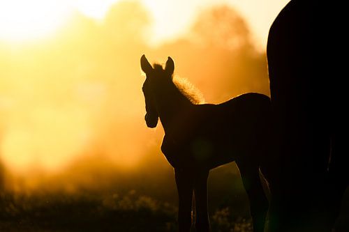 Epikureer von Marieke Urlings Photography