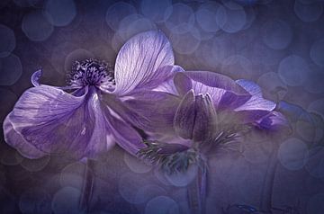 Anemone in lila von ahafineartimages