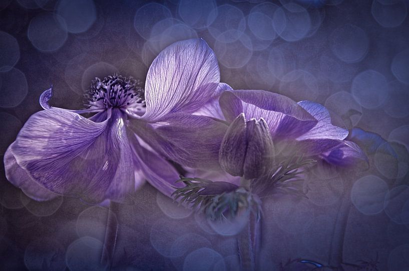 Anemone in purple by ahafineartimages