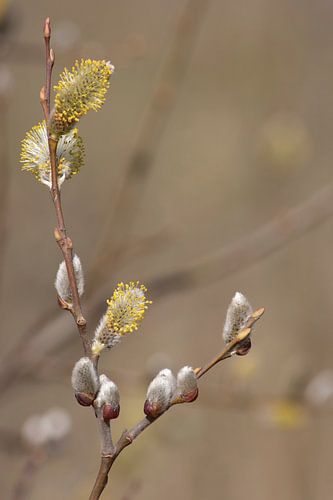 Die Sanftheit des Frühlings