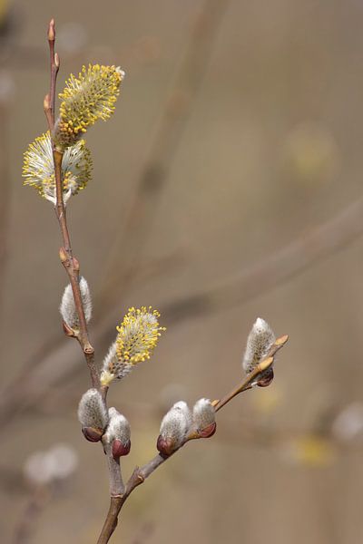 De Zachtheid van de Lente van Foto Studio Labie