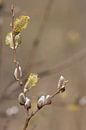 De Zachtheid van de Lente van Foto Studio Labie thumbnail