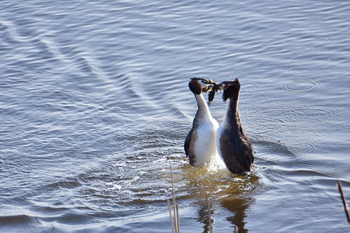 Breeding Grebes