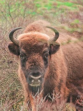 Wisent, Europeese Bison van Andre Bolhoeve