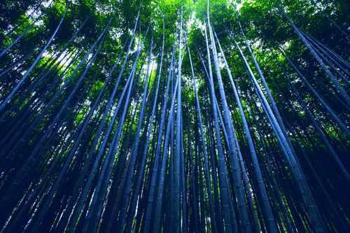 Zen bos