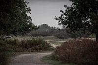Dune landscape