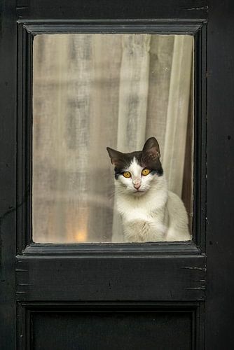 Katten Ogen . In zwart-wit.