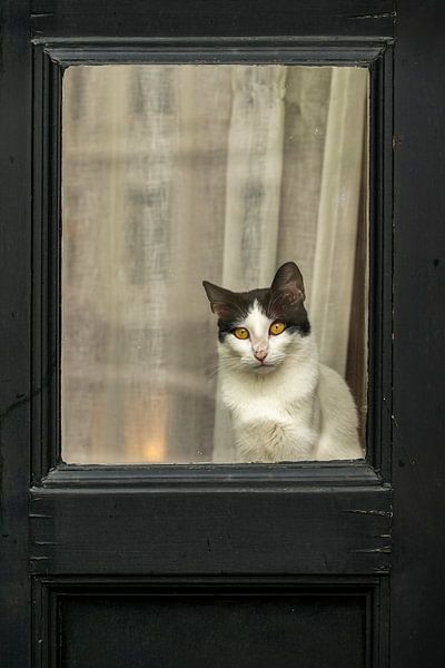 Cats Eyes 2 by Alie Ekkelenkamp
