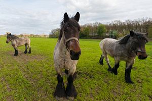 paarden in de wei