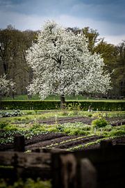 Hackfort Gardens by S van Wezep