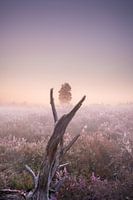 Purple heather in the morning fog