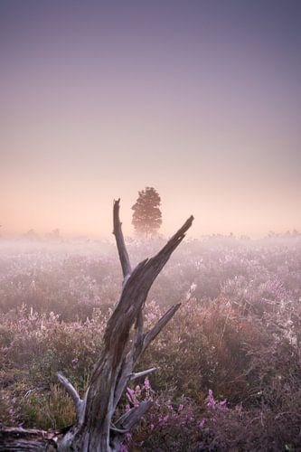 Paarse heide in de ochtednmist van Els Hunink