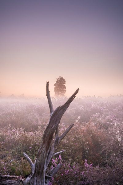 Lila Heidekraut im Morgennebel von Els Hunink