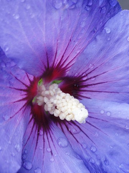 Hibiscus Violet von Lotte Veldt