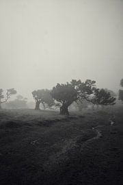 Black and white fog on Madeira by Shottrotter