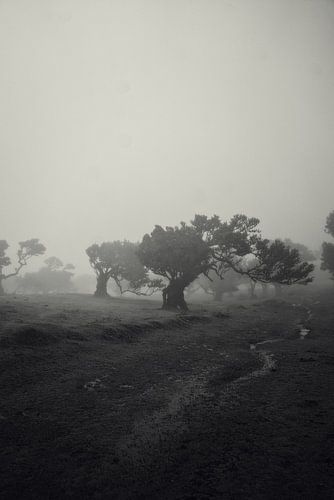 Schwarzer und weißer Nebel auf Madeira